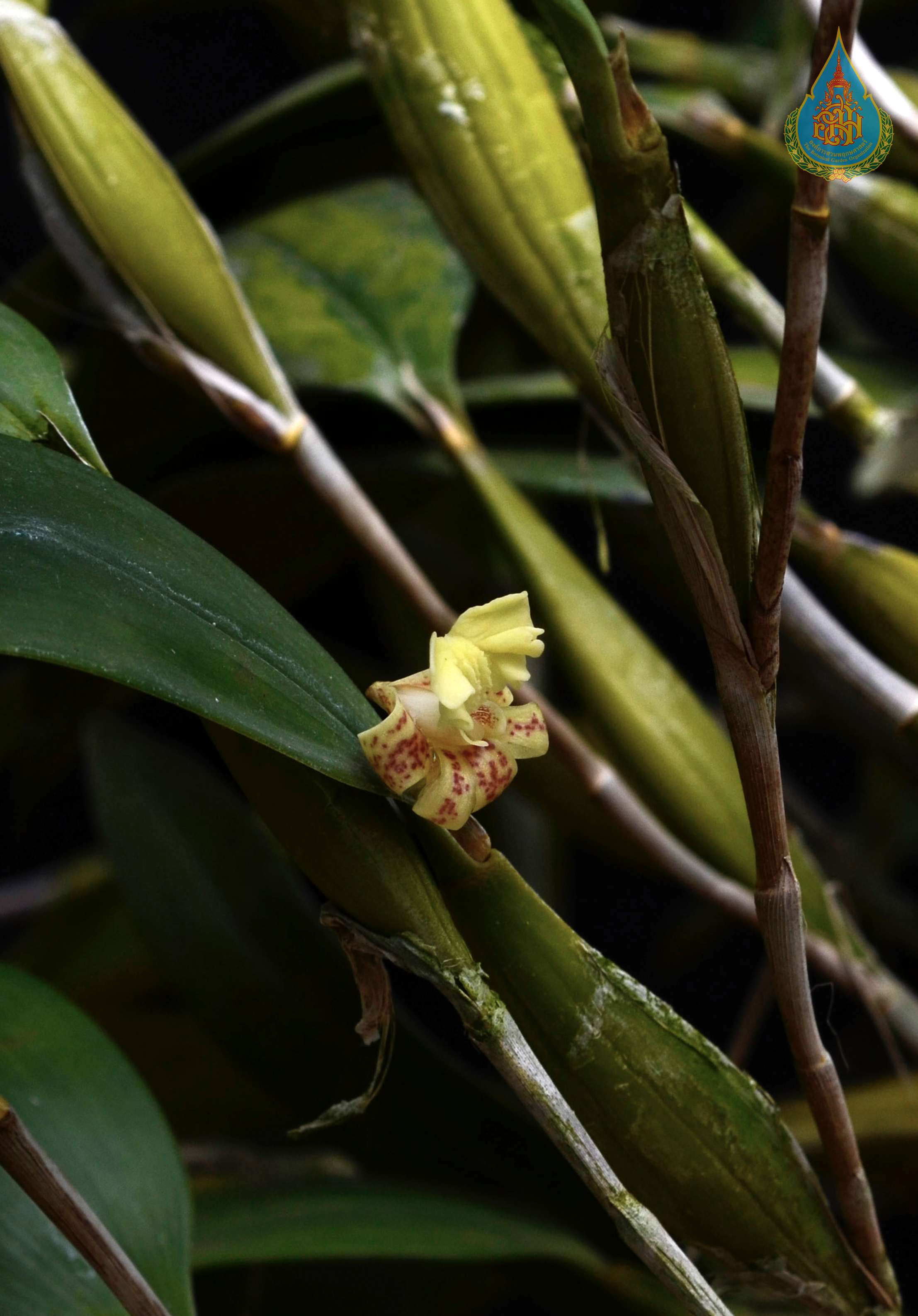 เอื้องกูดหิน Dendrobium plicatile Lindl.<br/>ORCHIDACEAE